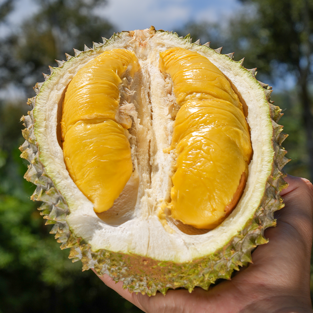 【空运】鲜猫山王榴莲mini果（D197），点开链接选规格