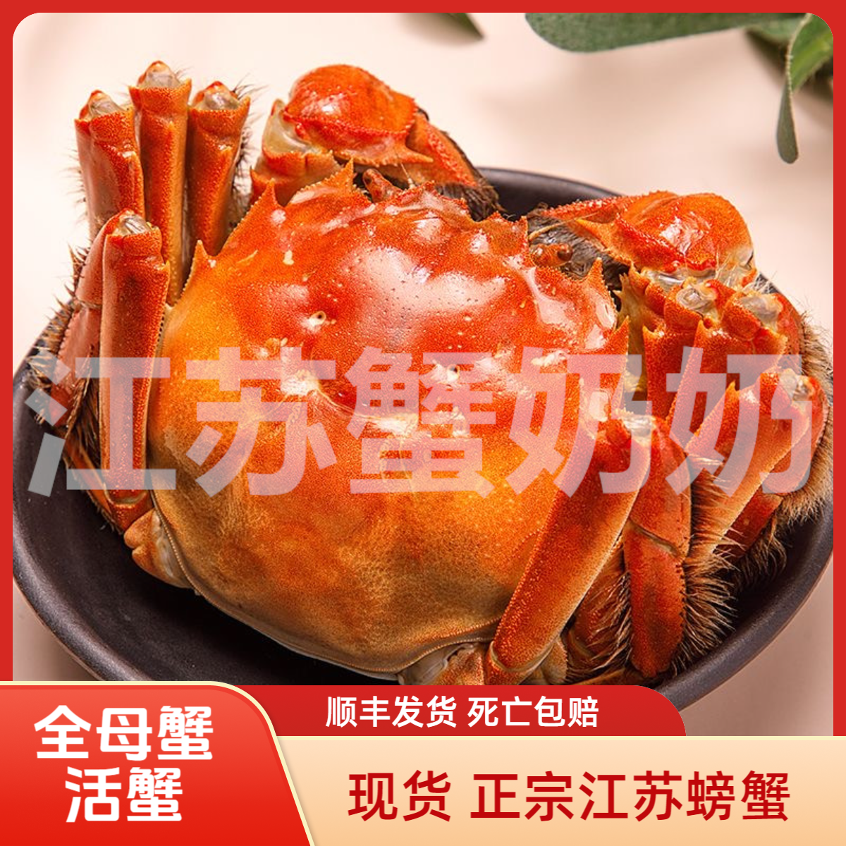 【活蟹母蟹】2点8两-3点2两6只装河蟹现货鲜活江苏螃蟹清水螃蟹顺丰