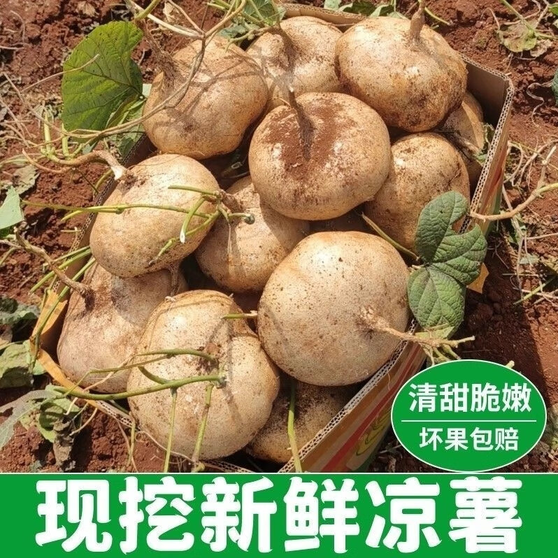 贵州阳场农家地凉薯地萝卜清甜可口当季新鲜水果现挖现发零食小吃
