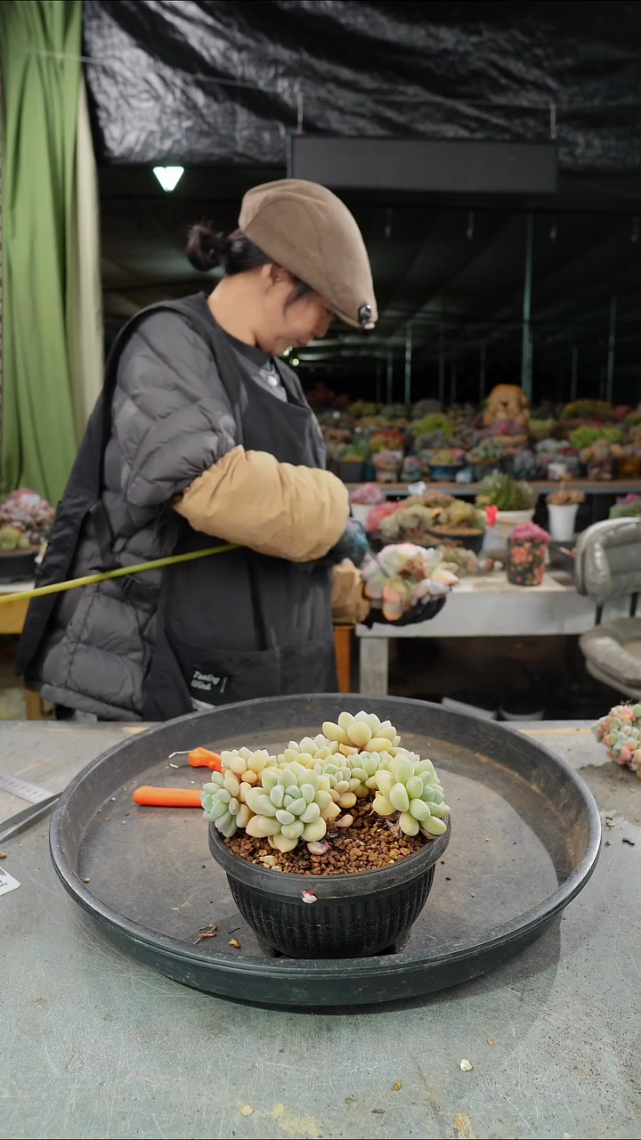 泡泡糖             群