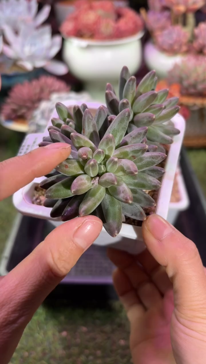 【闪购商品】11151