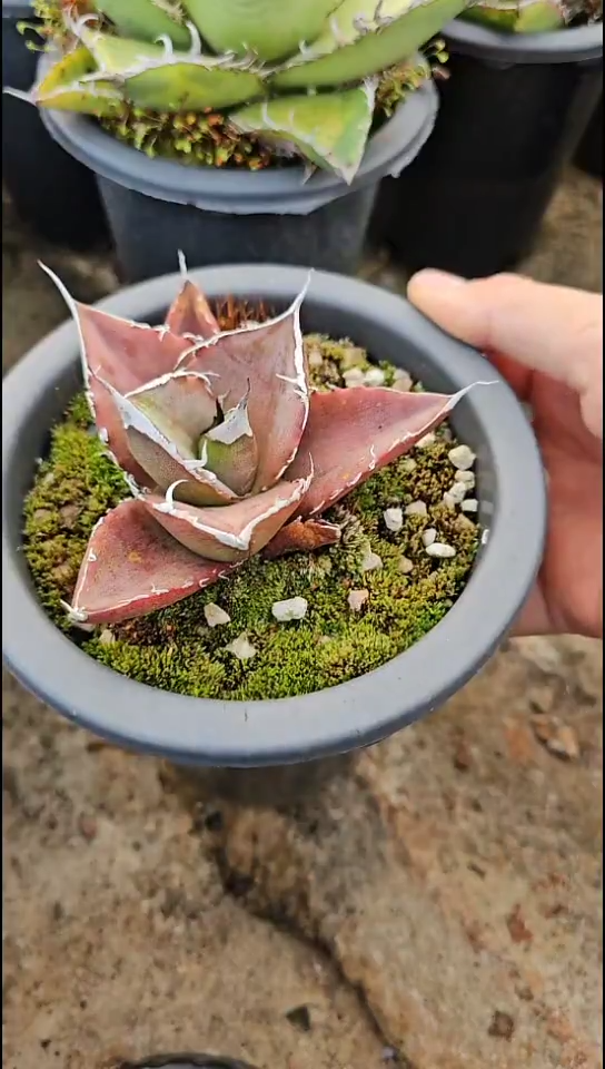 【绿肌籽播实生】有根苗(直播竞拍/基因保证/非组培)