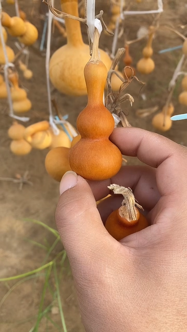 咱***识八宝葫芦11111111