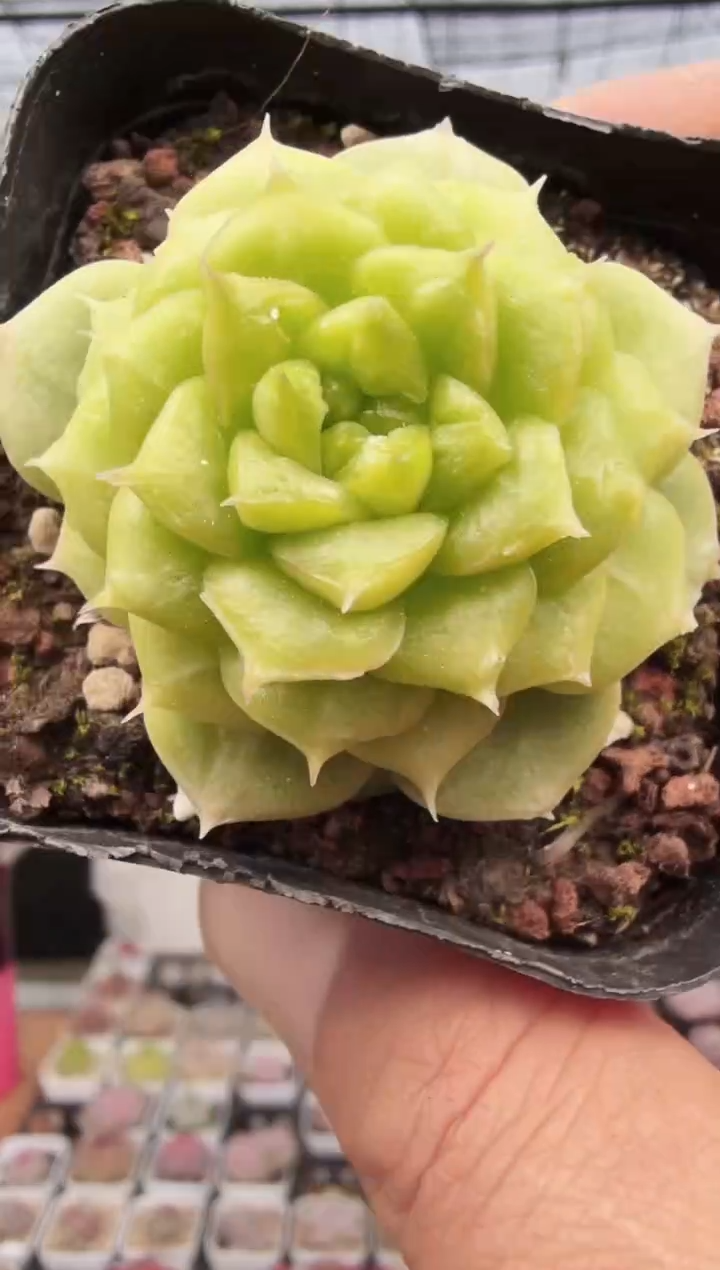 东云多肉园新款-145