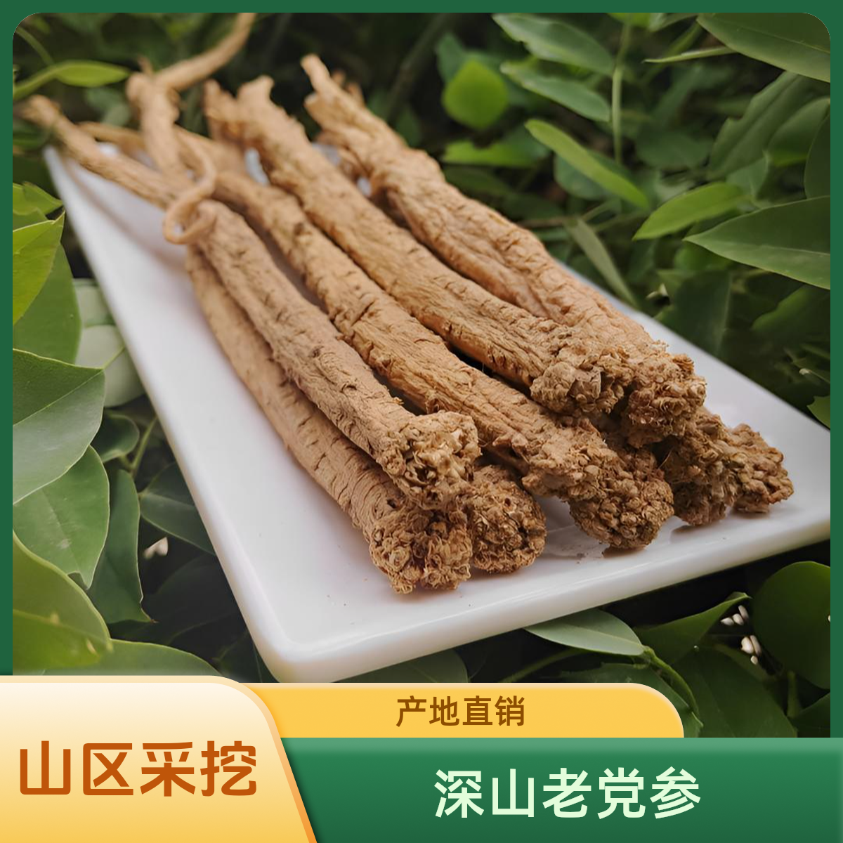 【甘肃深山采挖】多年生老党参大条100%正品甘肃岷县产地直销