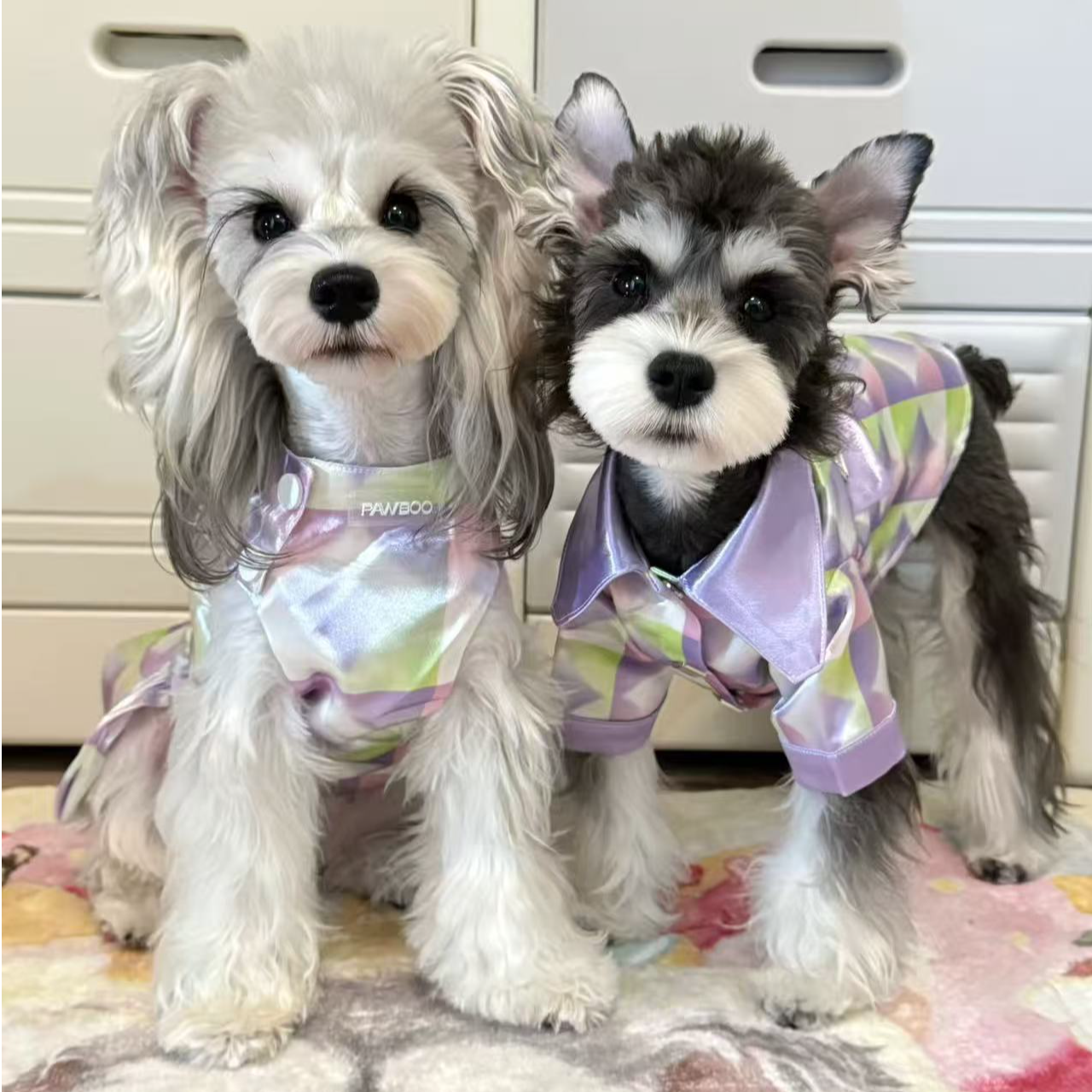 【灰灰宠物】灰灰家的雪纳瑞 狗狗活体