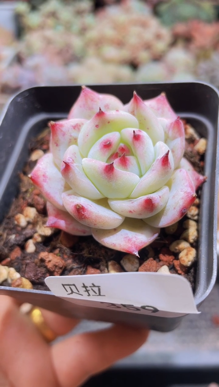 【闪购商品】359白拉糖