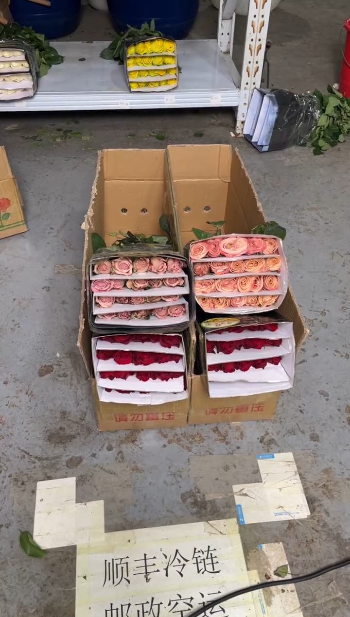 卡布20枝+高原红20枝