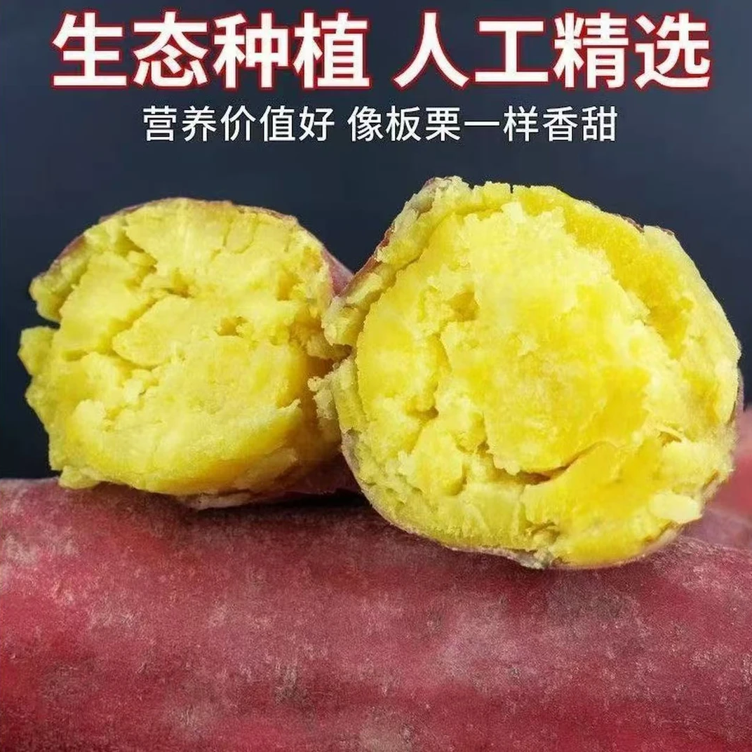 xw沙地黄金板栗红薯香甜粉糯粗粮代餐精选产地直发