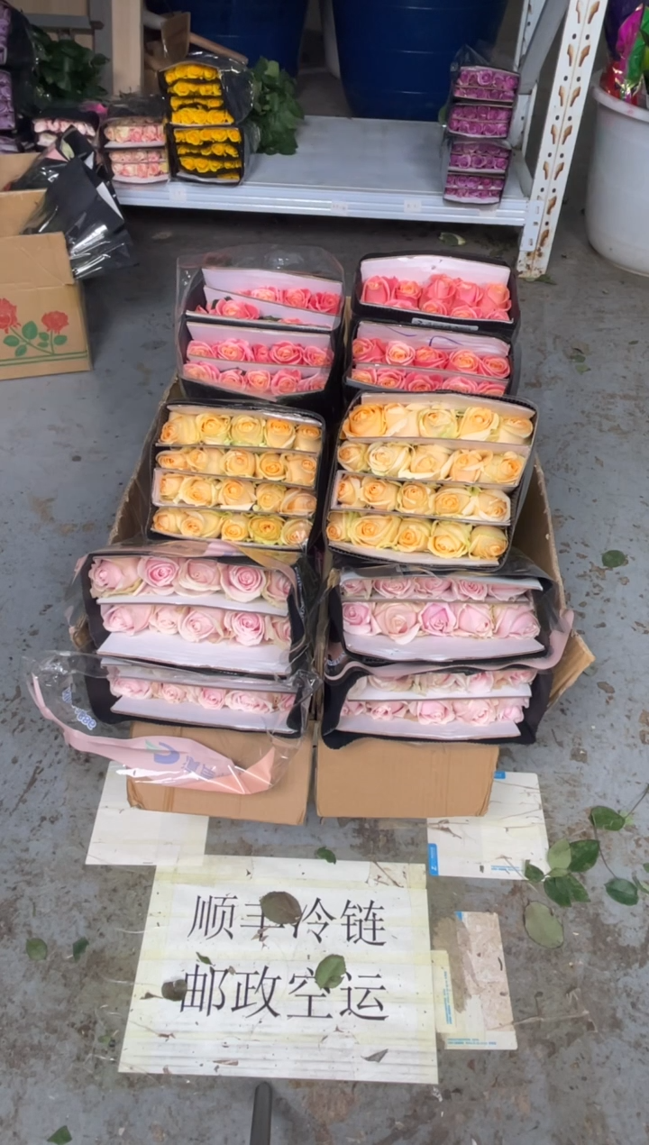 粉红20枝+香槟20枝+ 朱小姐20枝