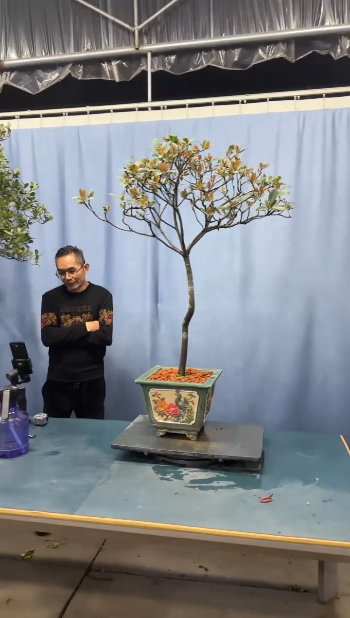 【闪购商品】盆景春花