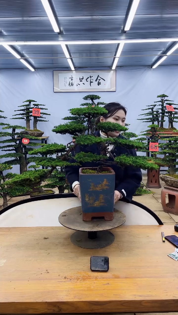 【闪购商品】高端盆景一物一拍，所见即所得