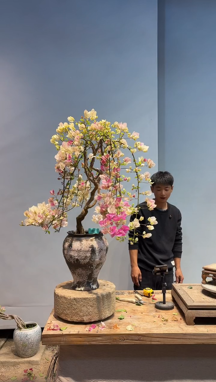 以实际为准三角梅95