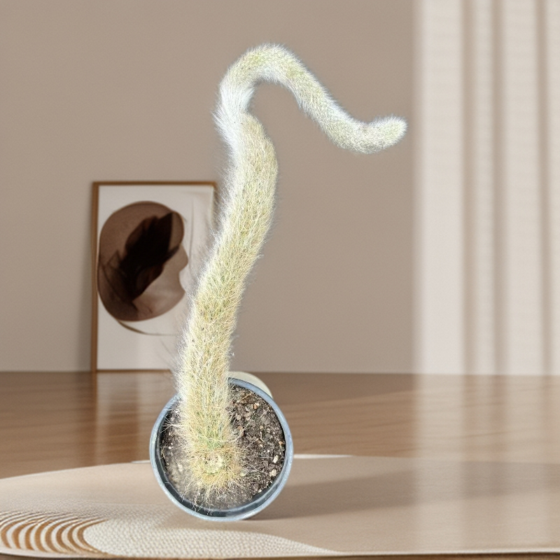 长毛软毛开花九尾狐多肉植物高档室内盆栽仙人掌