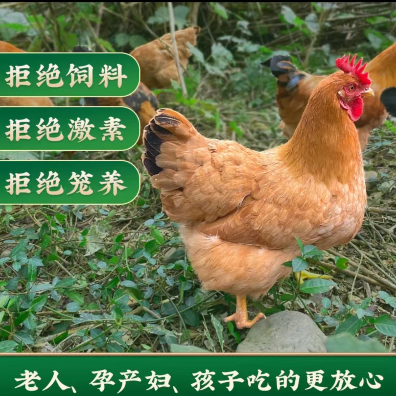 买3送1 两年黄油老母鸡 半净膛 带鸡胗 到手共4只净重9-10斤