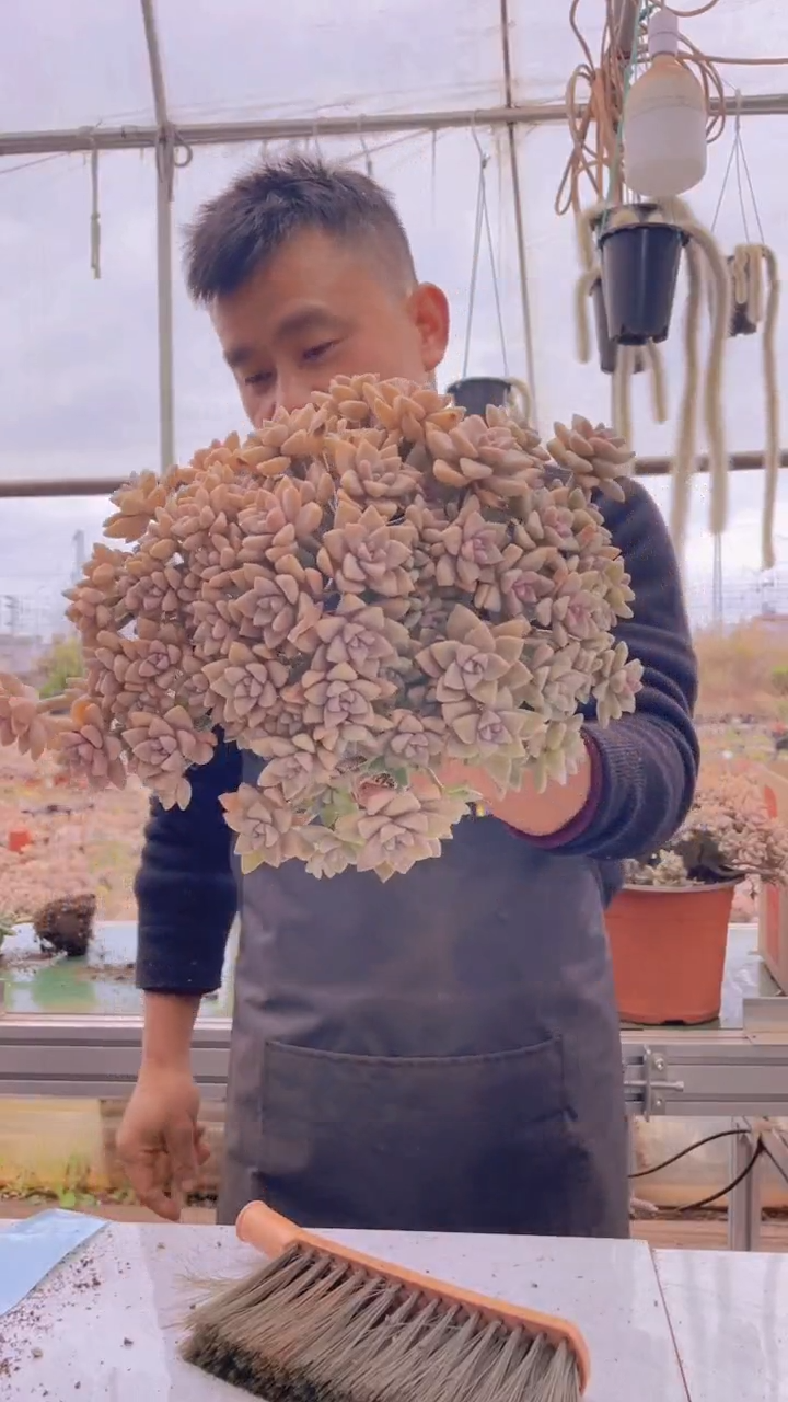 186淡雪缀化一物一拍