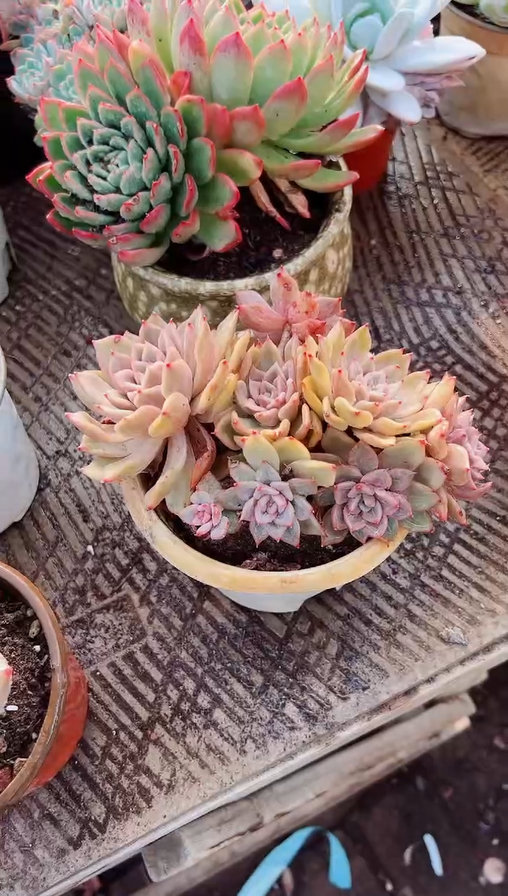 红*满多肉植物一物一拍06099