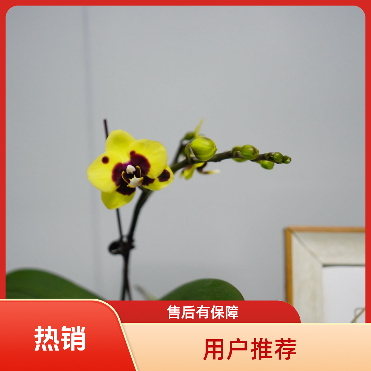 繁星里蝴蝶兰【小皖熊】（2.8寸）带花带花苞开花珠发货