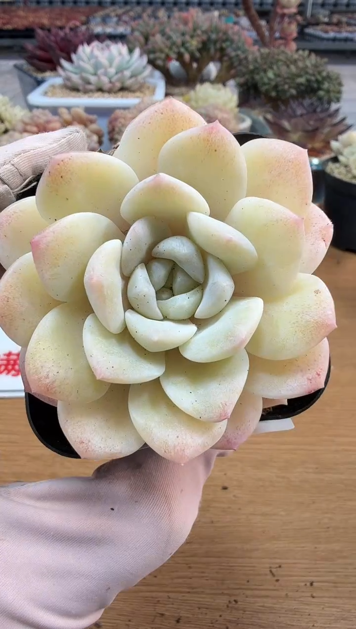 东云多肉园二店-259