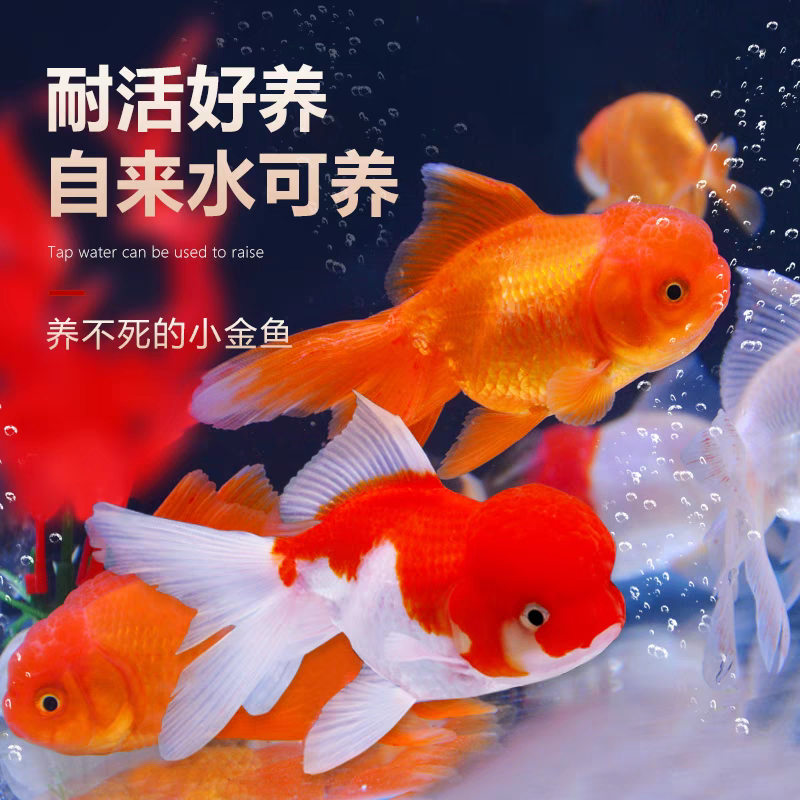 7条超大尺寸金鱼龙睛鎏金鸿运当头红头8-10不指定