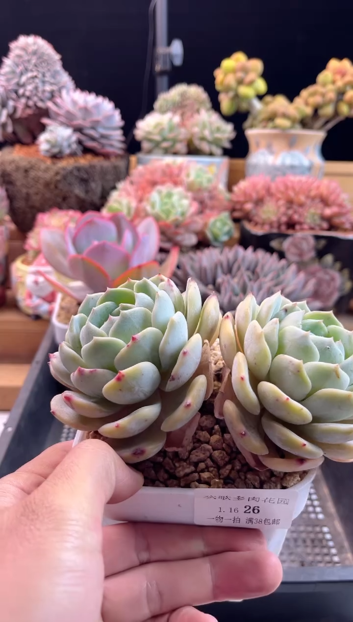 【闪购商品】1.16-26劳林