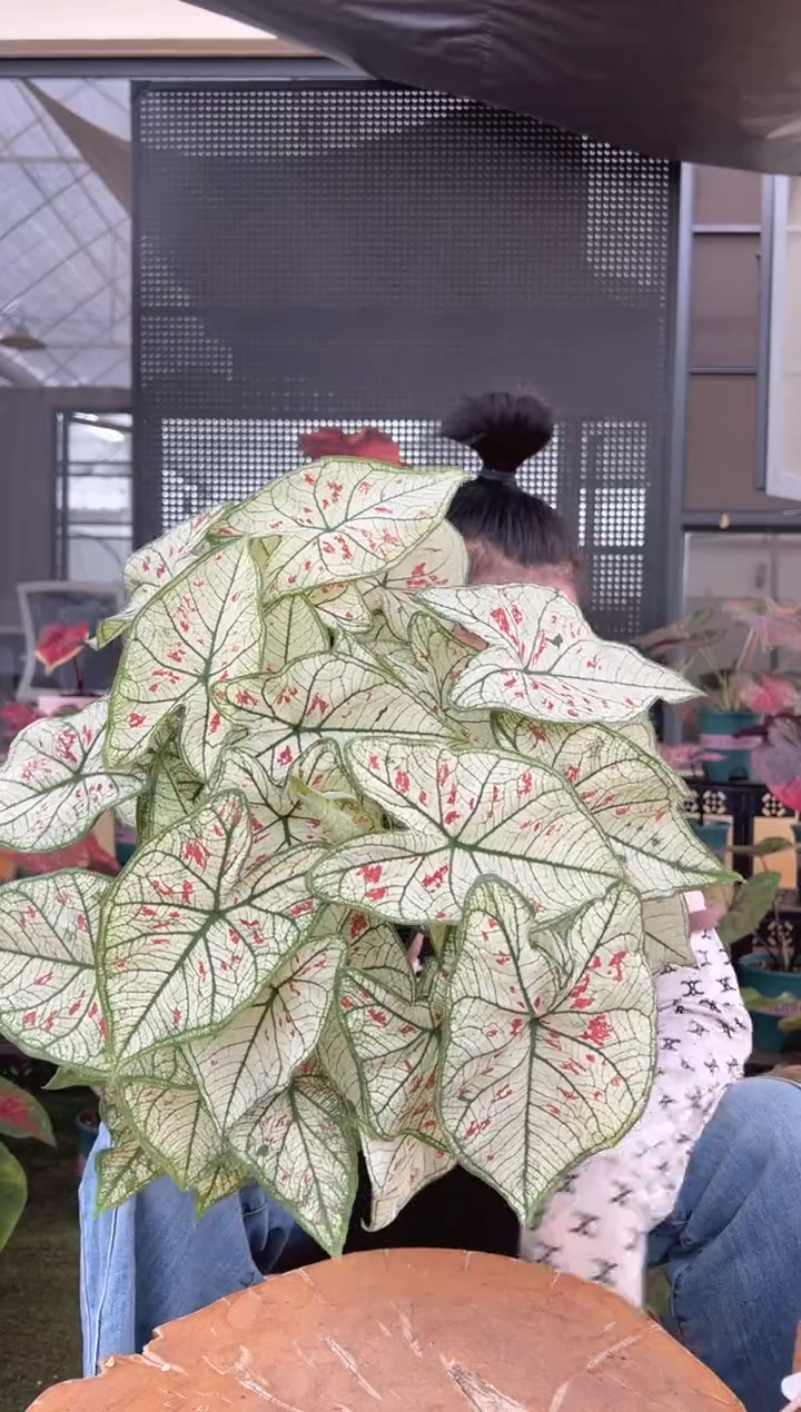 无花朵0001草莓之心