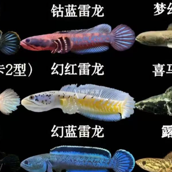 观赏鱼幻红雷龙苗7-10