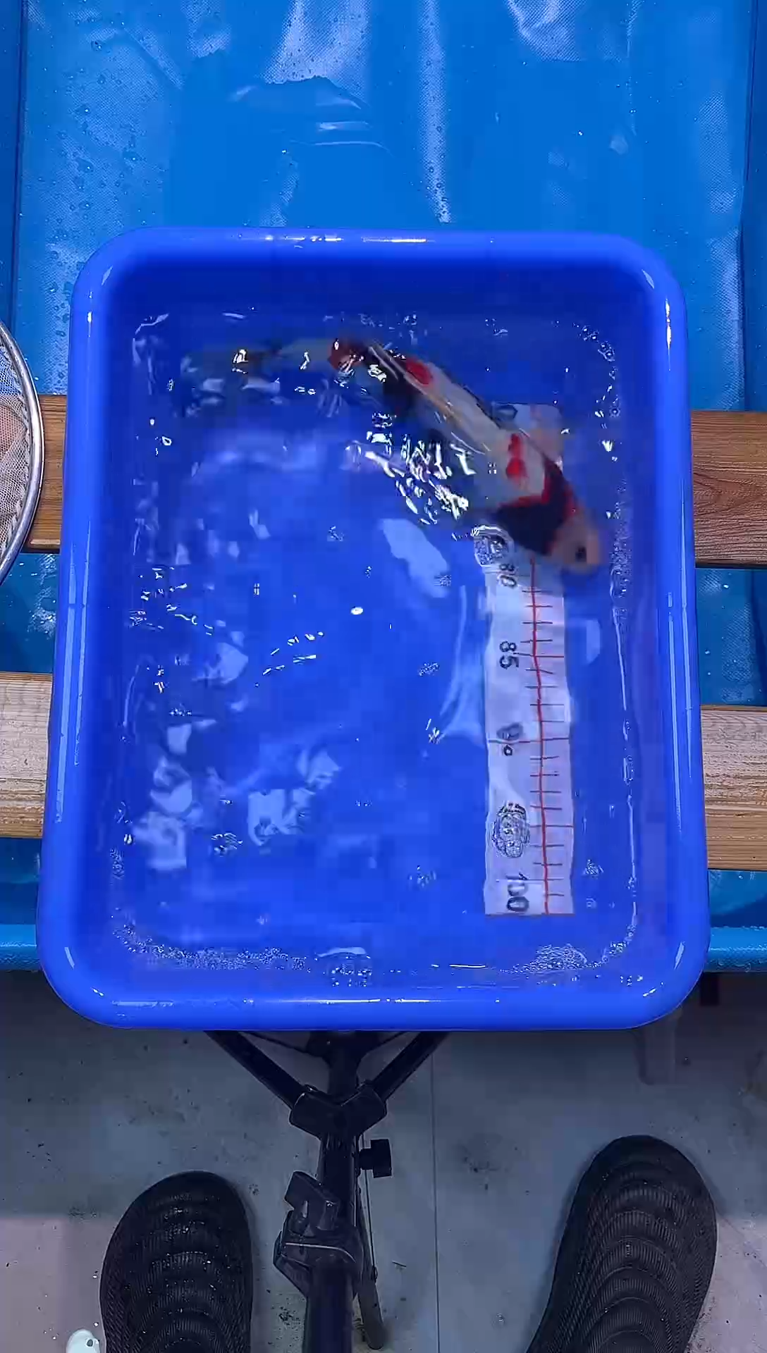 锦鲤锦鲤观赏鱼编码56