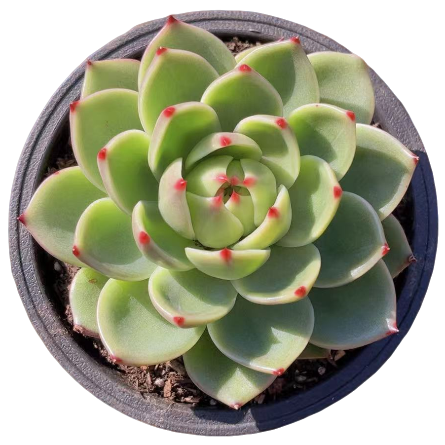 小星崽 精控大蓝龙【满19包邮】