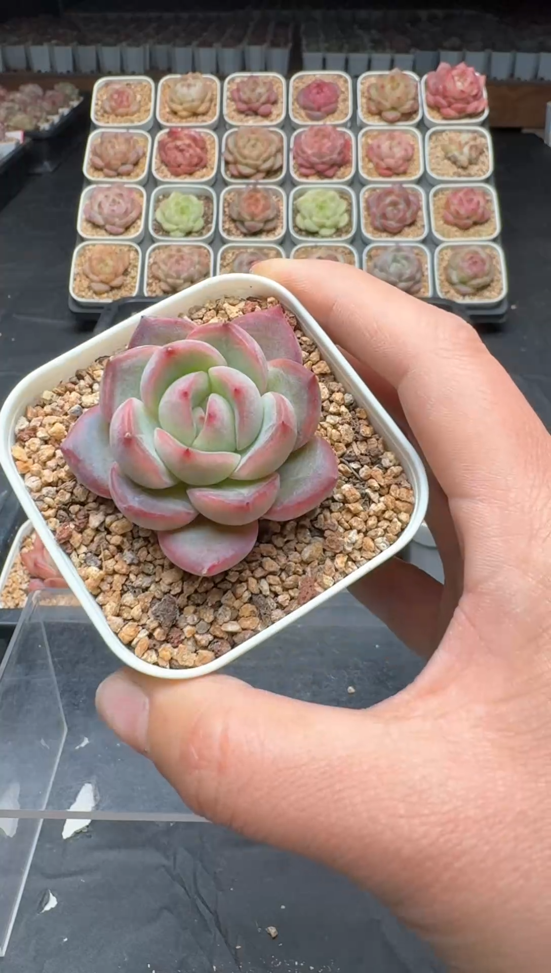 【闪购商品】3单包邮珍妮多肉一物一拍512