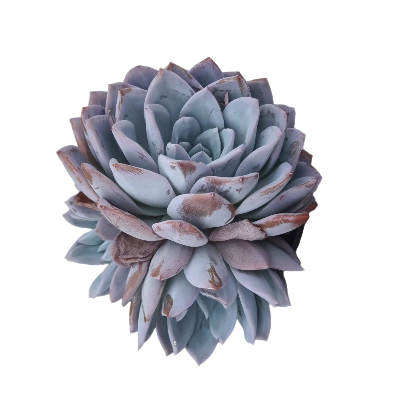 同美多肉园艺 雪色奶茶  粉丝福利多肉植物 直播间实物为