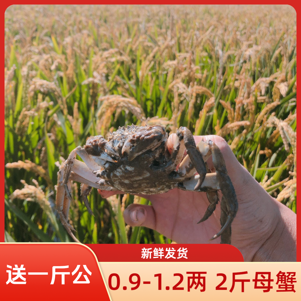 盘锦河蟹1.0-1.3两2斤母蟹 送一斤公蟹 活蟹 全国包邮