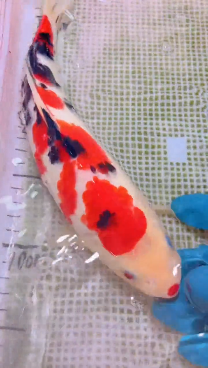 锦鲤冷水观赏鱼全场包邮182