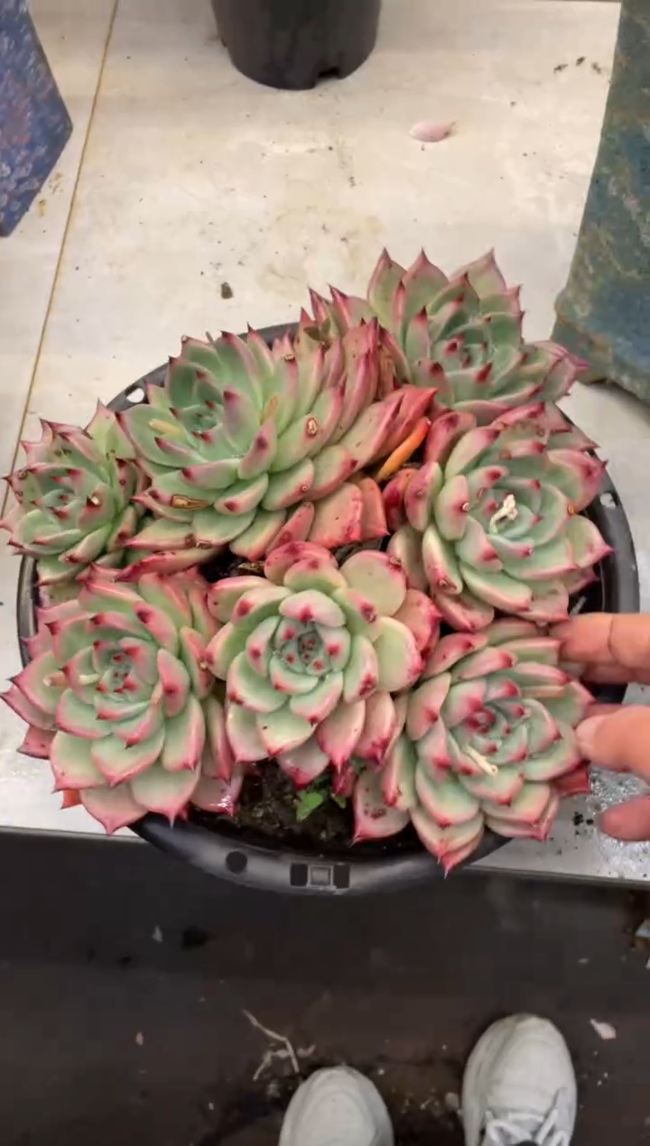 【闪购商品】127红颜密语