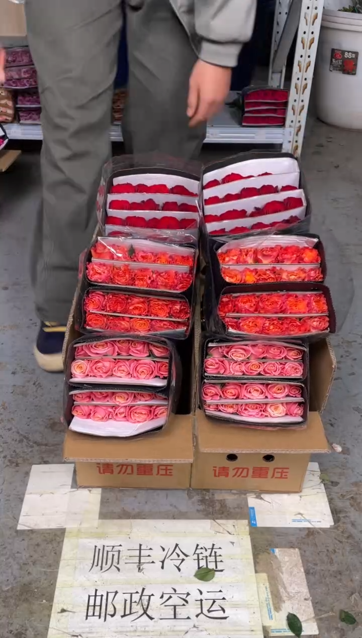 朱小姐20枝+火灵鸟20枝+高原红20枝