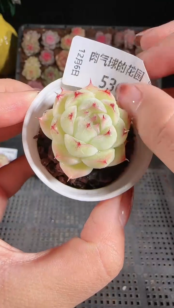 1206-536多肉群生不包整