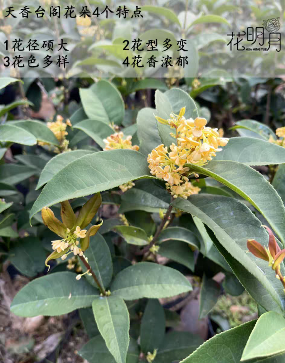 四季桂天香台阁状元红沉香桂盆栽原生桂花