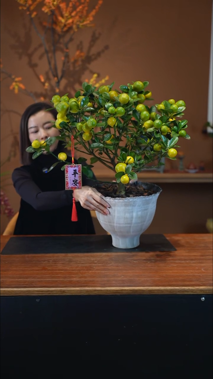 全部花朵金蛋金桔白盆盆景盆景盆景