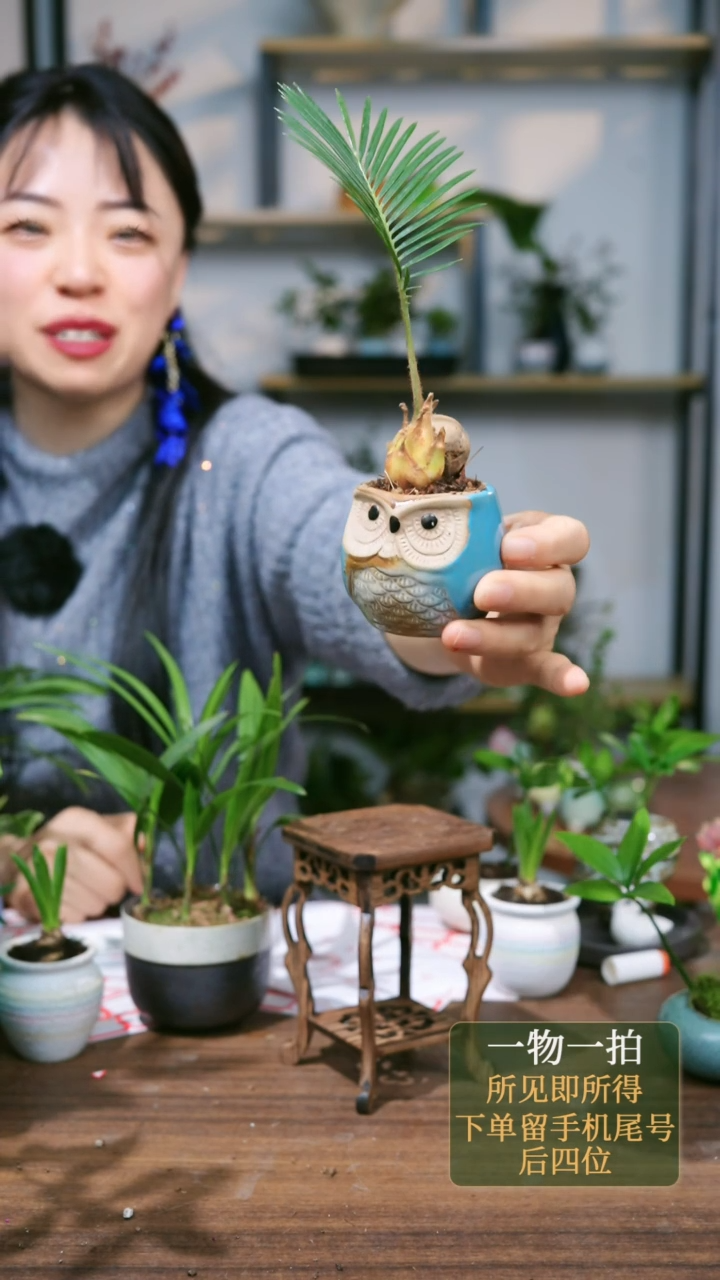 【闪购商品】214--2808猫头鹰蓝+海马几