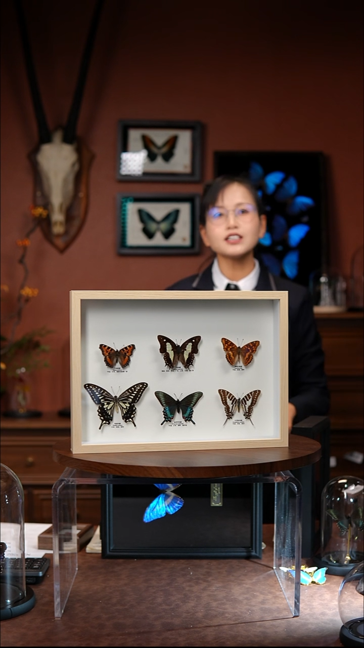 6只蝴蝶木框组合（常规）