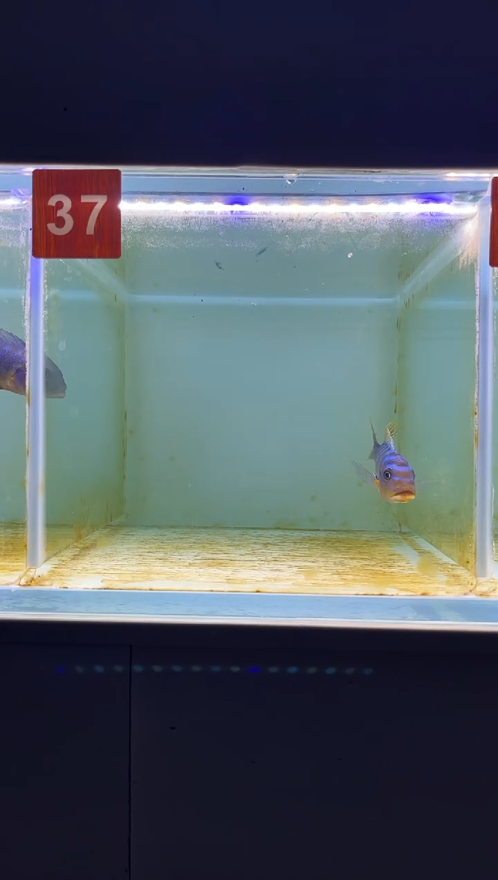 海水三湖慈鲷野生