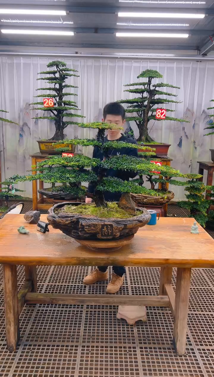 无花朵吾**浮精品盆景直播间一物一拍