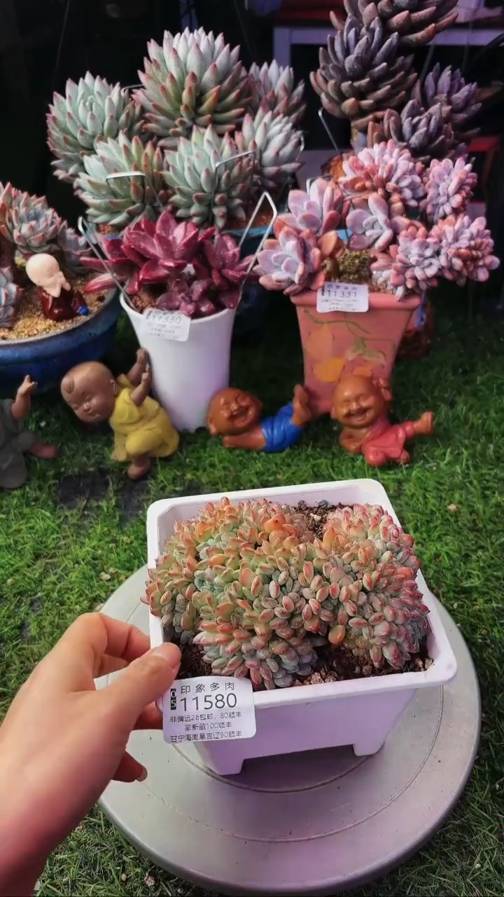 昆明印象多肉11580
