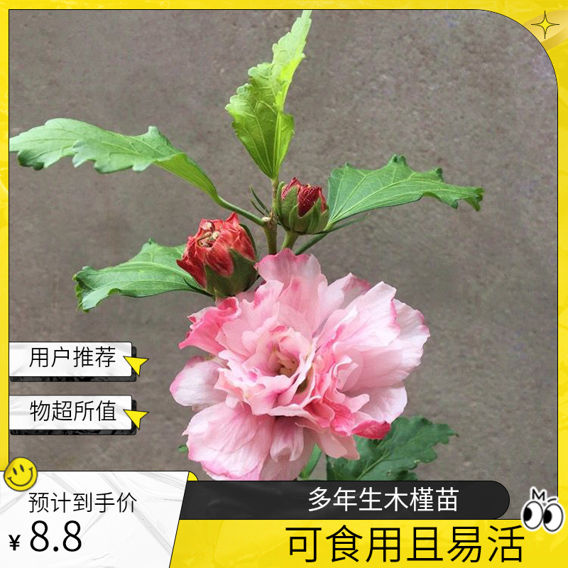 盆栽多年生紫玉重瓣木槿蓝莓冰沙耐寒耐热可食用庭院阳台种植小苗