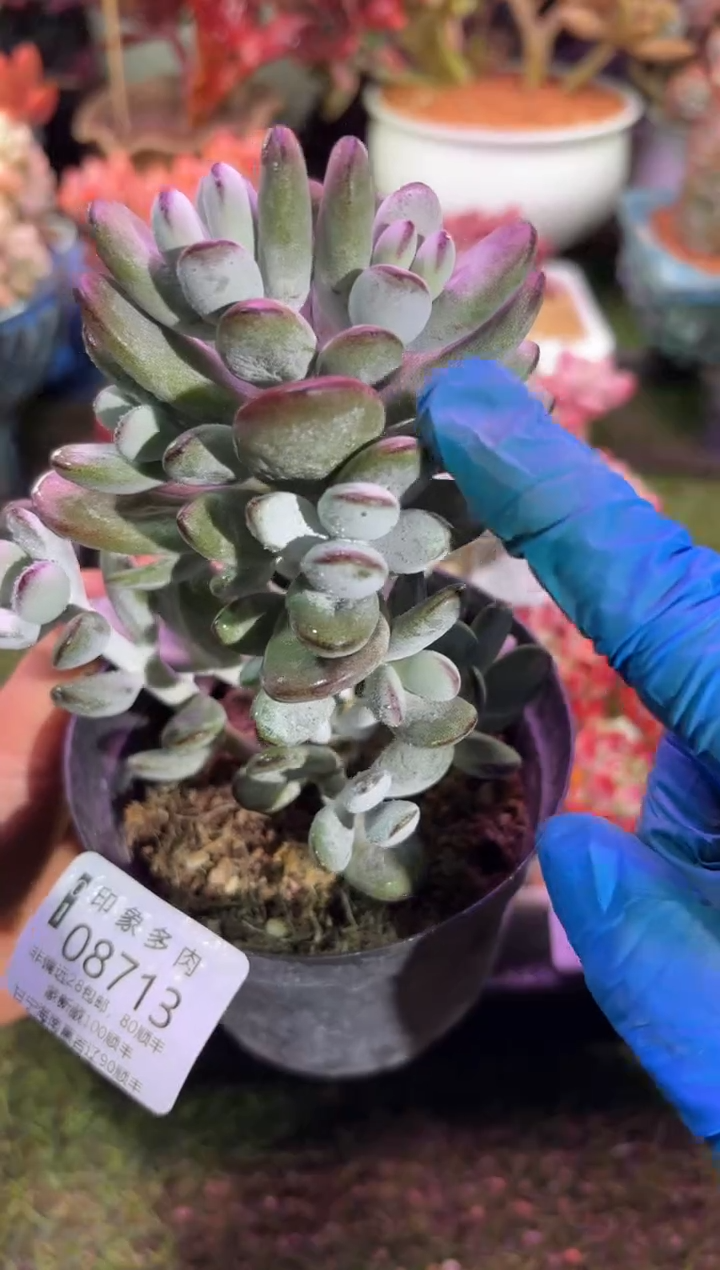 【闪购商品】08713