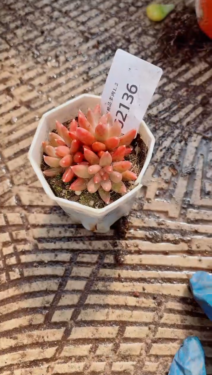 ?****?跃跃精品多肉02136