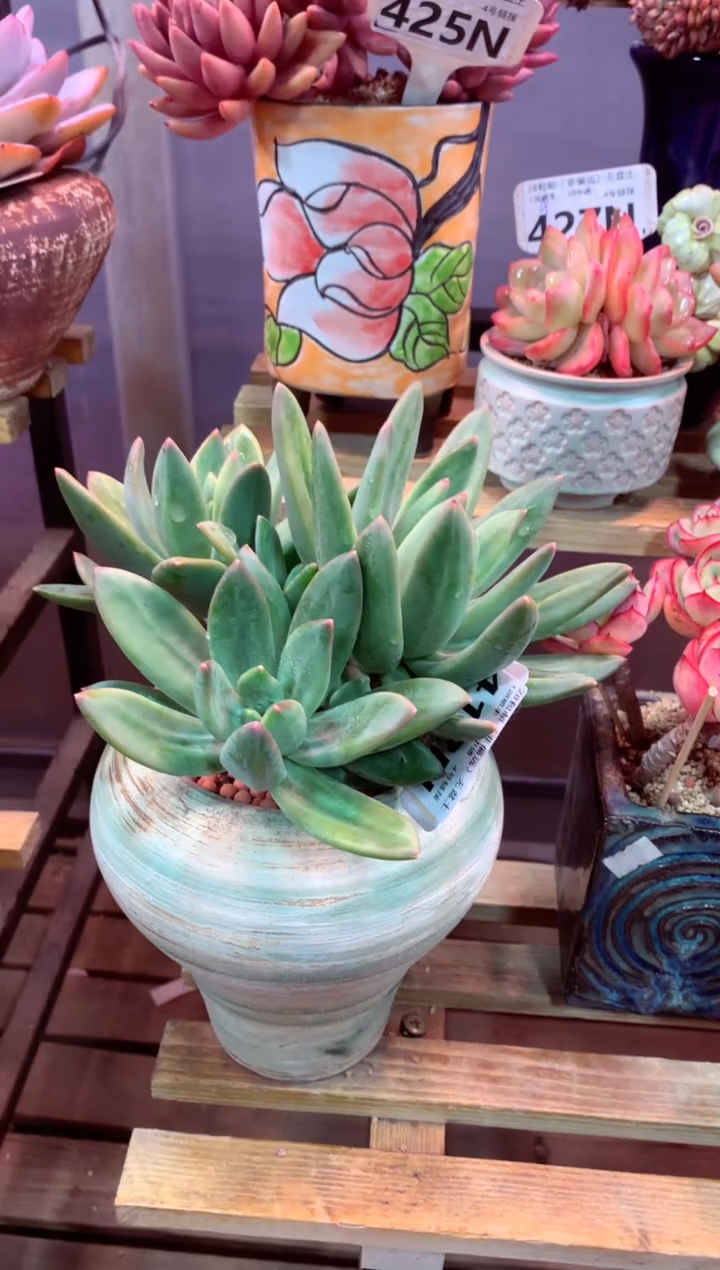 412N（一物一拍，精品多肉，所见即所得 ）