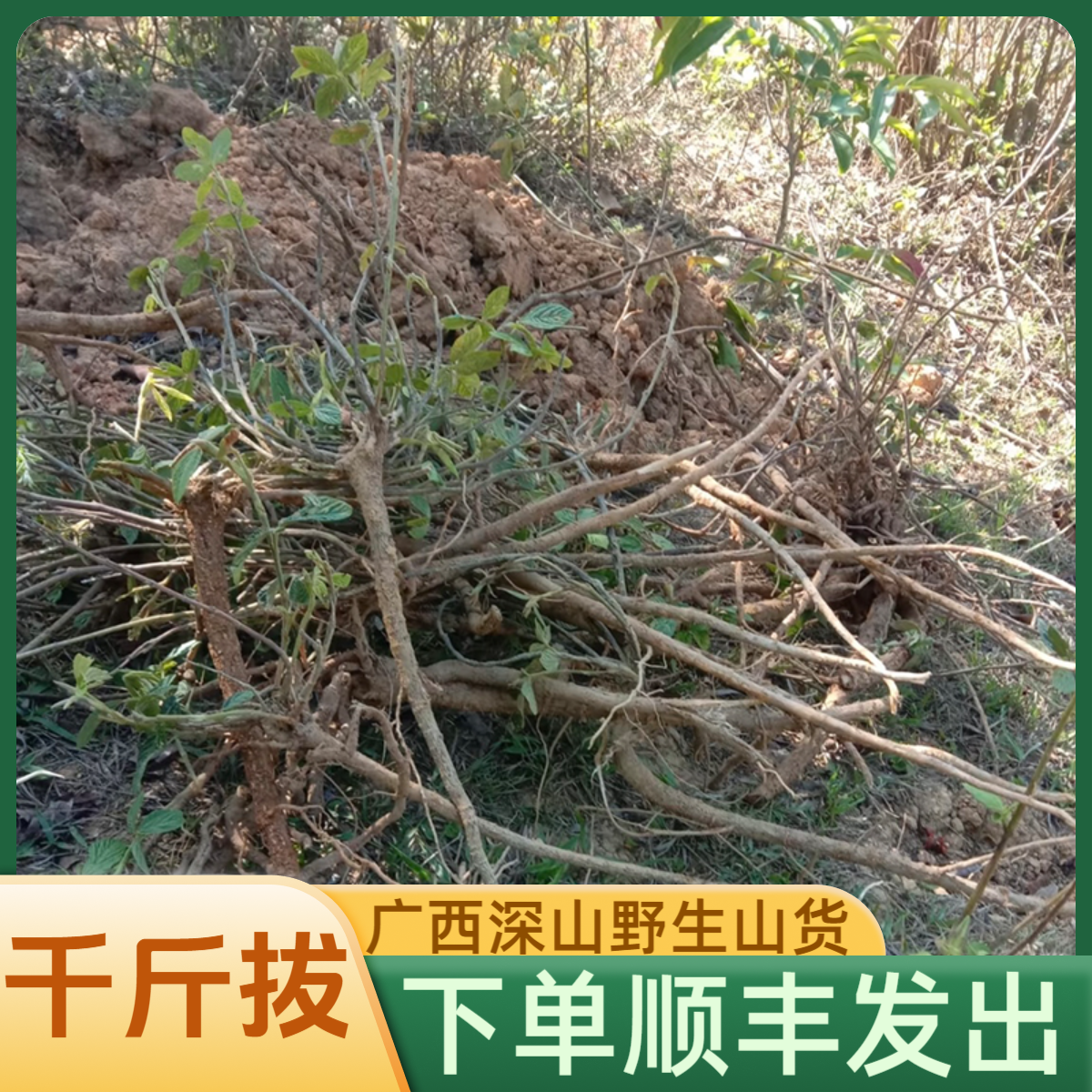 千斤拔广西深山野生山货农家自挖干货泡酒好料