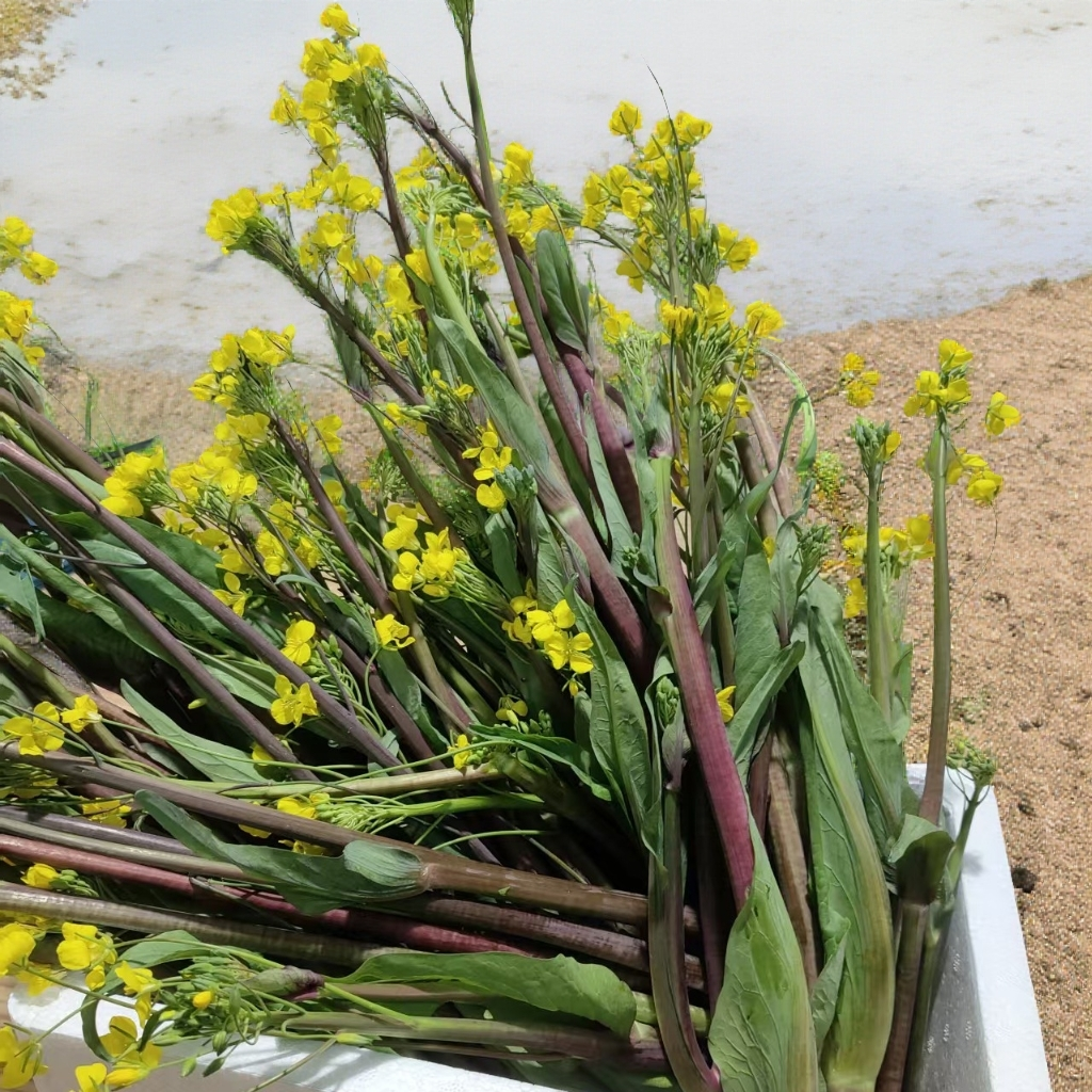 绿养道新鲜现采紫菜苔