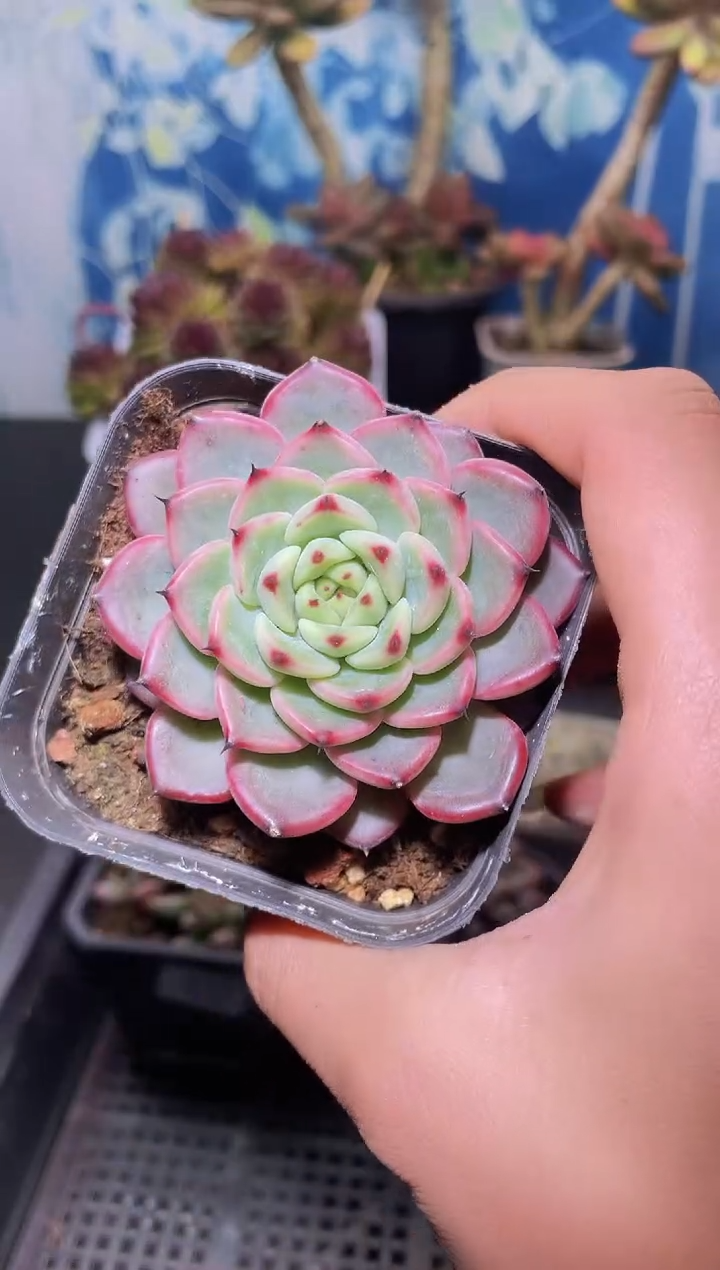 【闪购商品】512星星珍妮多肉